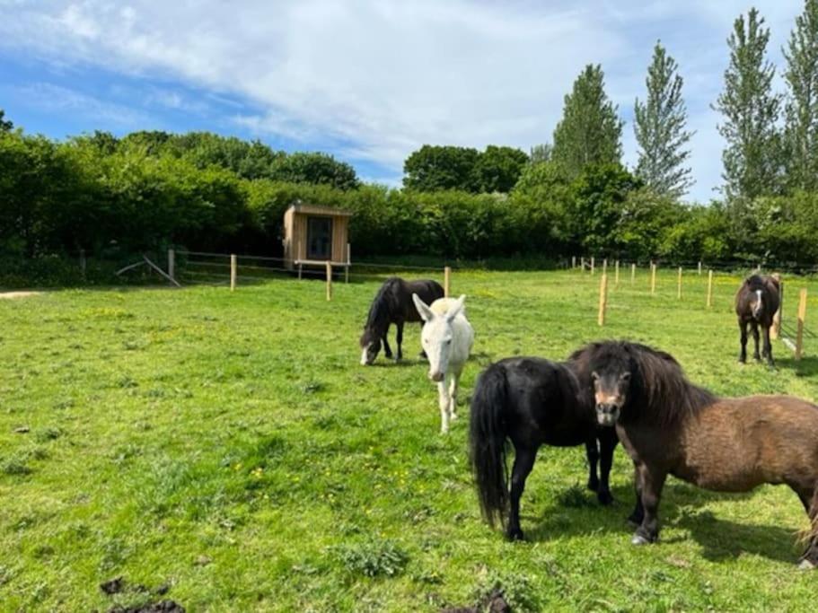 Neddys Rest Luxury Horsebox Stay Battle Zewnętrze zdjęcie
