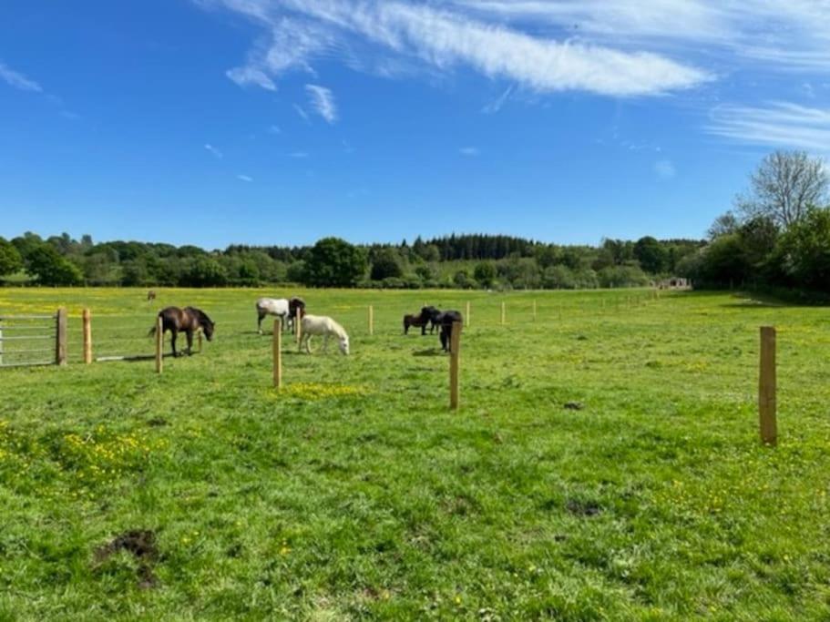 Neddys Rest Luxury Horsebox Stay Battle Zewnętrze zdjęcie