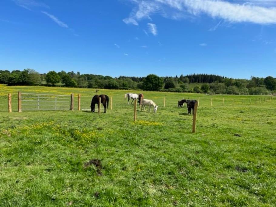 Neddys Rest Luxury Horsebox Stay Battle Zewnętrze zdjęcie