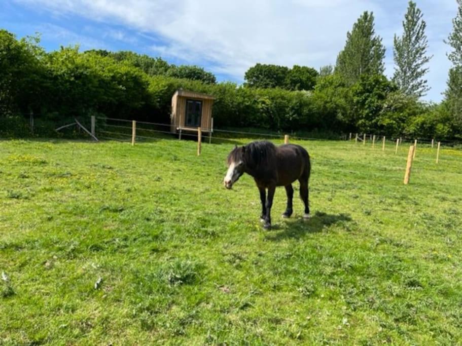 Neddys Rest Luxury Horsebox Stay Battle Zewnętrze zdjęcie
